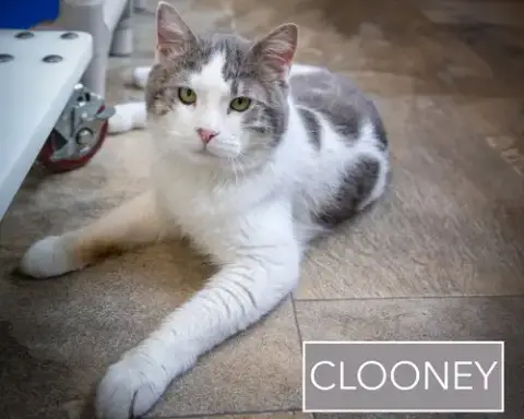 Clooney photo 2