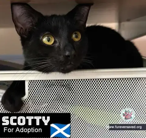 Scotty photo 4