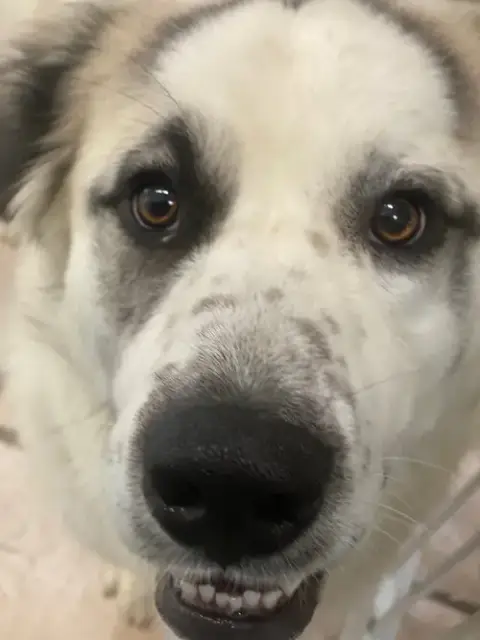 Cloud-Needs Foster