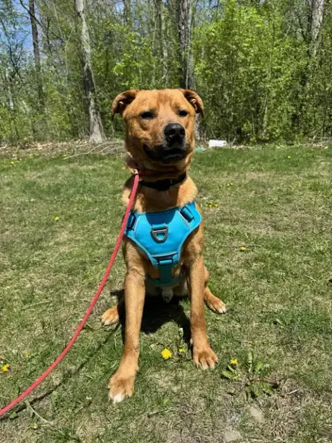 Mr. Buddy photo 4