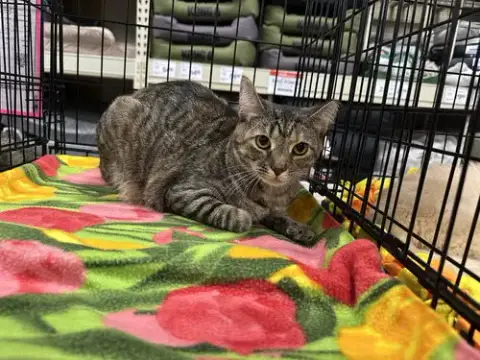 T Kitties