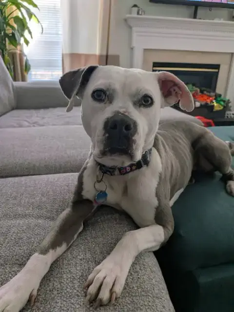 Stella