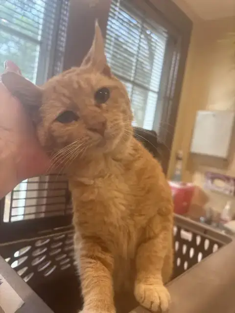 Buster The Sweet Orange Senior