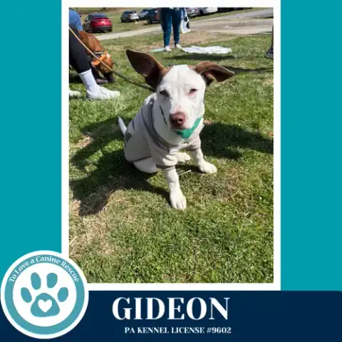 Gideon photo 2