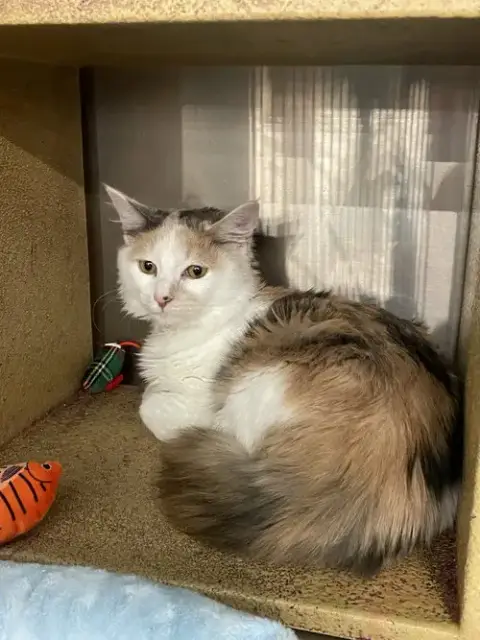 Gianina