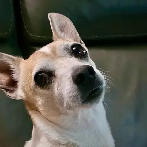 Petey