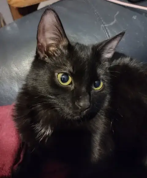 Pico