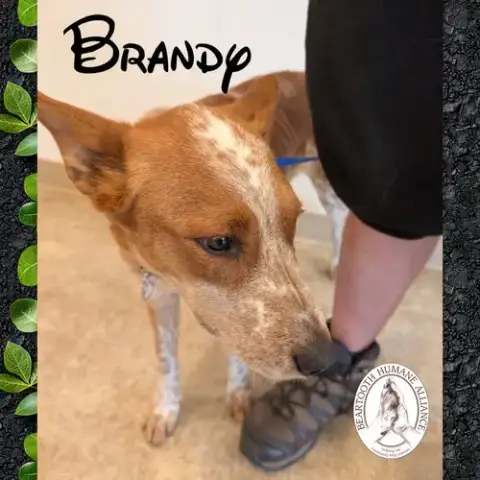 Brandy photo 2
