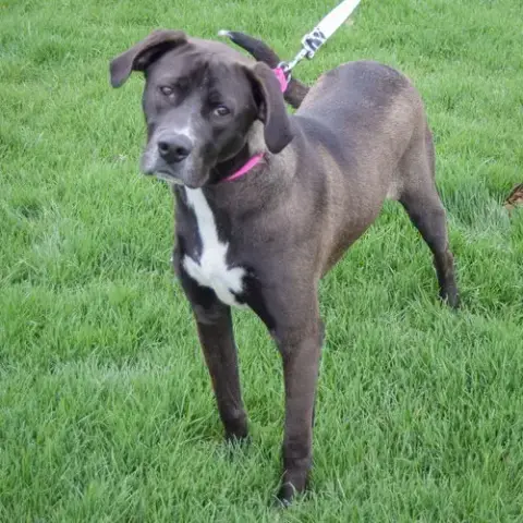 Dash photo 2