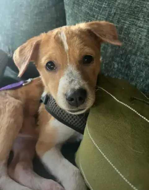 Puppy Diva