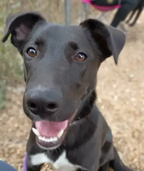 Shyloh