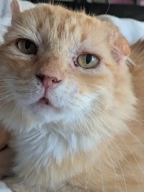 Walter Mcfluffy photo 2