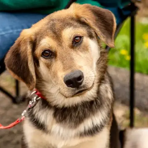 Suki