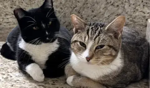 Angel & Pepper