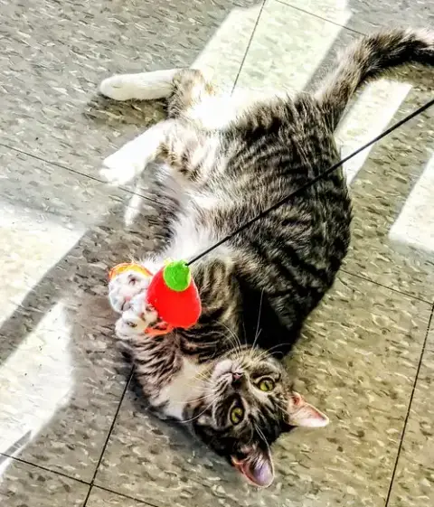 Mittens photo 2