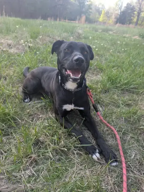 Harley photo 2