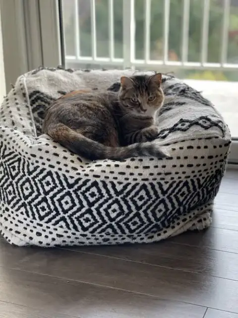 Juliet photo 4