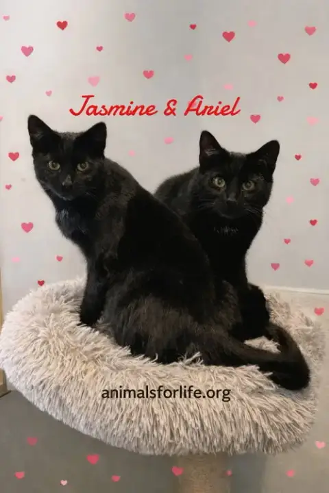 Ariel & Jasmine photo 4