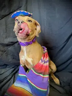 Love Bug- Puppy #3 photo 5