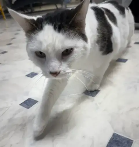 Cocaine