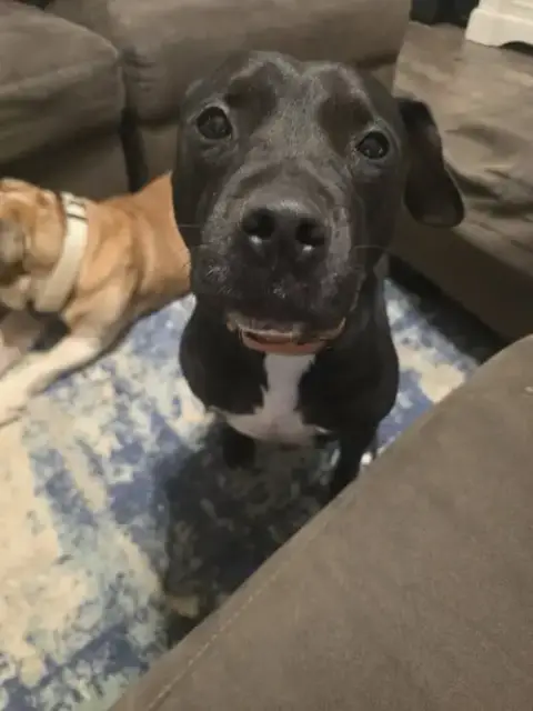 Roux B