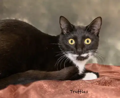Truffles