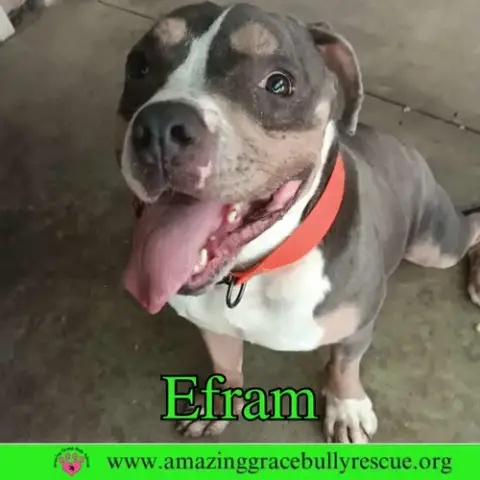Efram photo 3