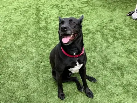Sheila