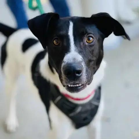 Chester 2 *Adopt Or Foster*