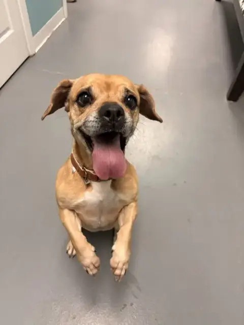 Roxie The Radiant