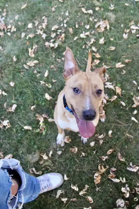Boomer Jr photo 4
