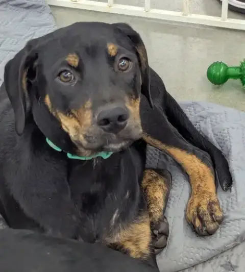 Sitka