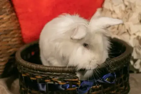 Dexter photo 5