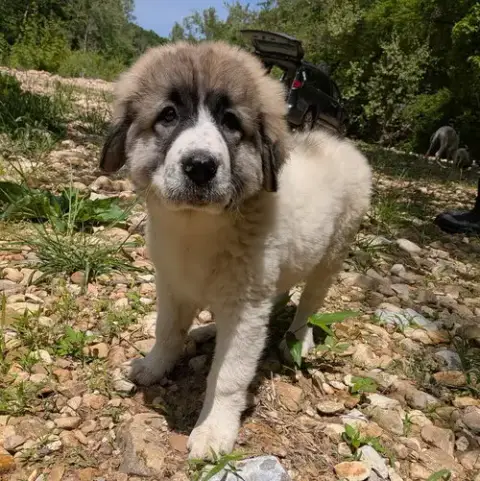 Gavarnie Aka Gavy