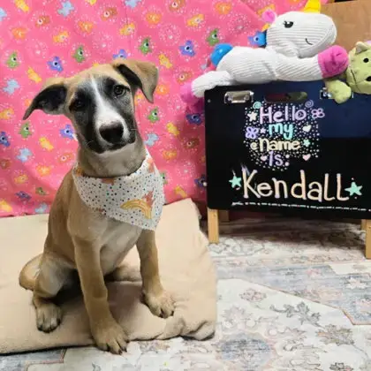 Kendall photo 3