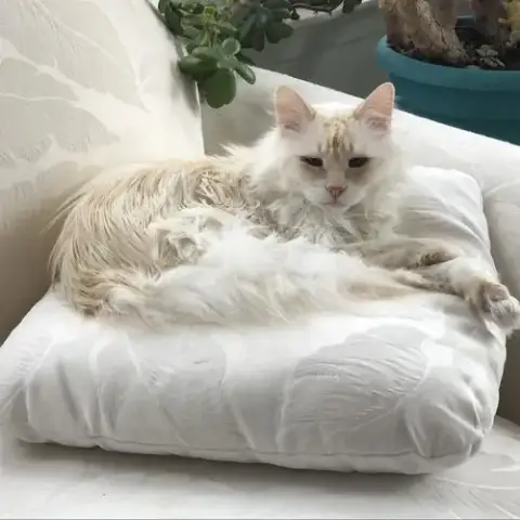 Elowen