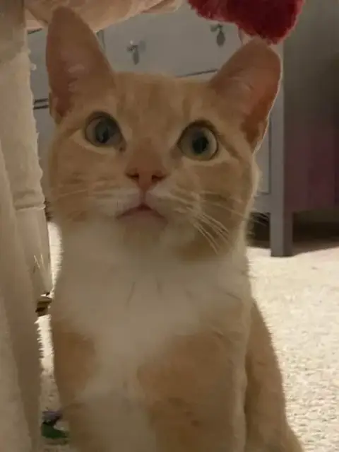 Mochi photo 4