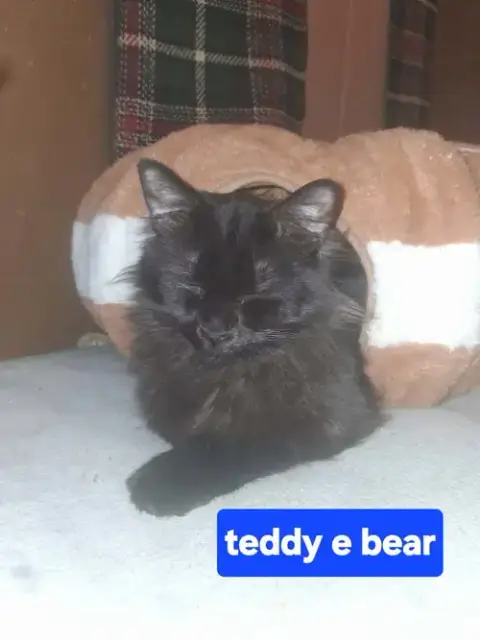 Teddy photo 2