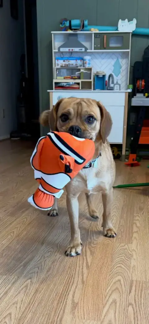 Nemo photo 2
