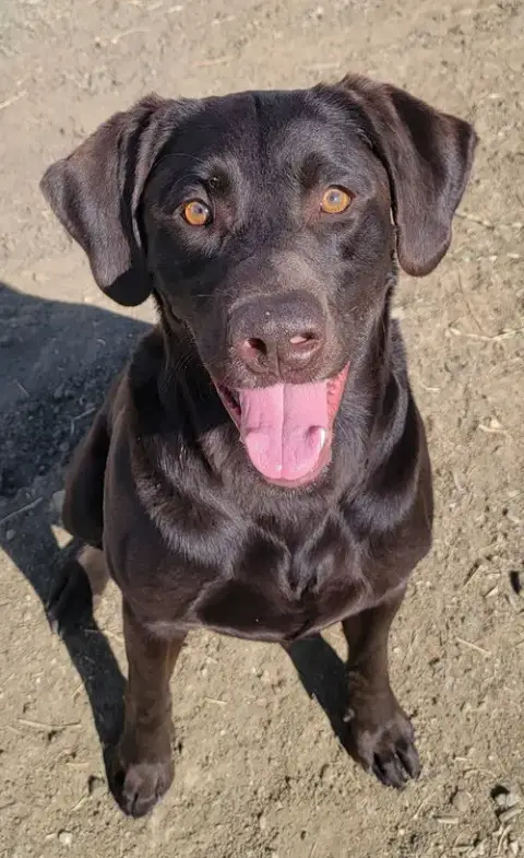 Whiskey photo 3