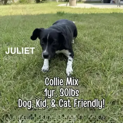 Juliet photo 2