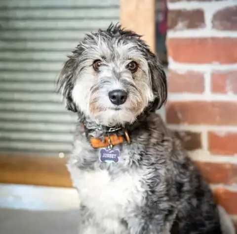 Benji photo 2