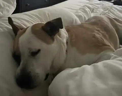 Daisy photo 3