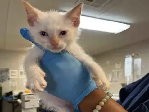 Taquito