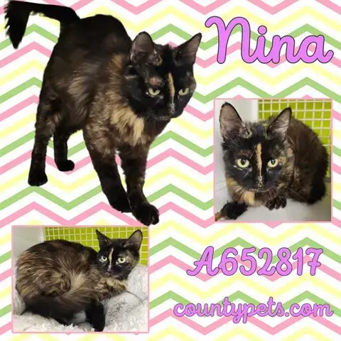 Nina