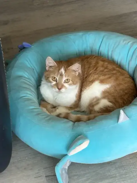 Peaches