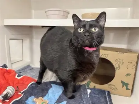 Cora