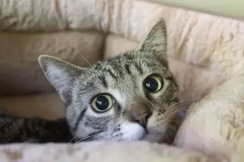 Qt