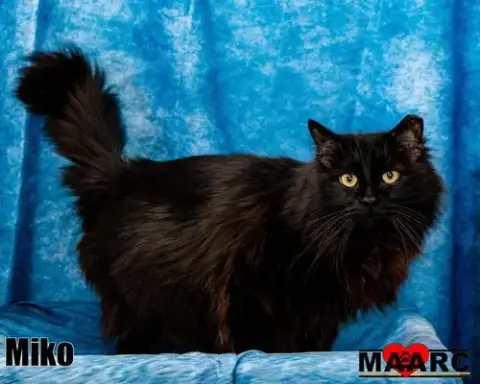 Miko photo 2