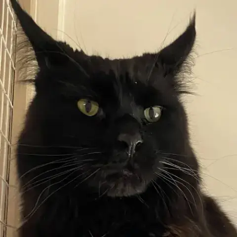 Loki